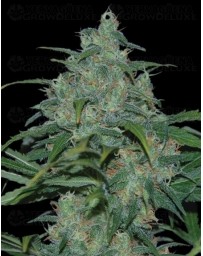 Wild Thailand World of Seeds regular