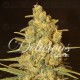 Critical Sensi Star Delicious