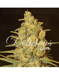 Critical Sensi Star Delicious