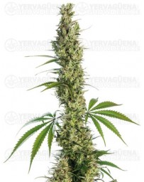Eagle Bill Sensi Seeds regular