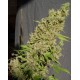 CBD Chronic Serious Seeds