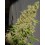 CBD Chronic Serious Seeds