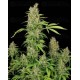 CBD Chronic Serious Seeds