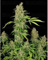 CBD Chronic Serious Seeds