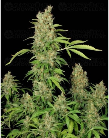 CBD Chronic Serious Seeds