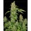 CBD Chronic Serious Seeds