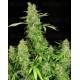 CBD Chronic Serious Seeds