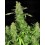 CBD Chronic Serious Seeds