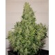 Vesta Buddha Seeds autofloreciente