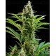 Vesta Buddha Seeds autofloreciente