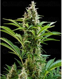 Vesta Buddha Seeds autofloreciente