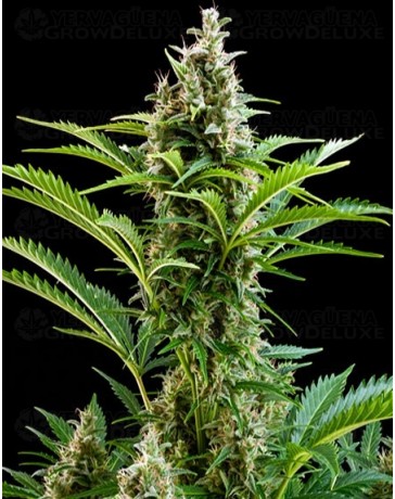 Vesta Buddha Seeds autofloreciente