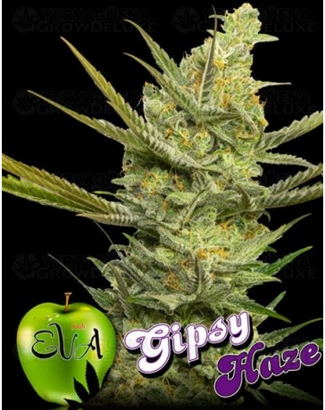 Gipsy Haze Eva Seeds