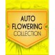 Autoflowering Collection Pack World of Seeds