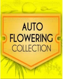 Autoflowering Collection Pack World of Seeds