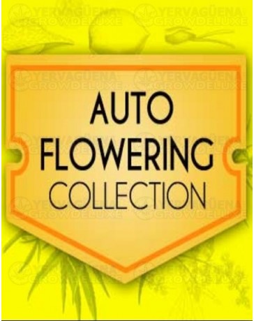 Autoflowering Collection Pack World of Seeds