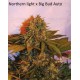 Autoflowering Collection Pack World of Seeds