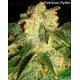 Autoflowering Collection Pack World of Seeds