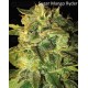 Autoflowering Collection Pack World of Seeds