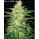 Autoflowering Collection Pack World of Seeds