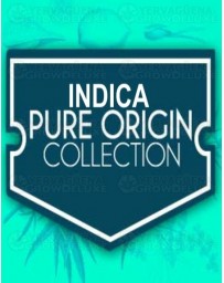 Indica Pure Origin Collection World of Seeds
