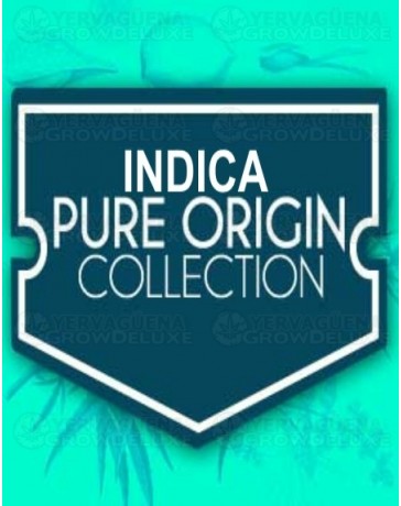 Indica Pure Origin Collection World of Seeds