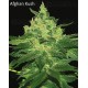 Indica Pure Origin Collection World of Seeds