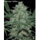 Indica Pure Origin Collection World of Seeds