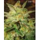 Indica Pure Origin Collection World of Seeds