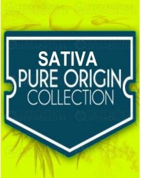 Sativa Pure Origin Collection World of Seeds