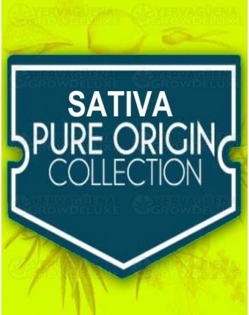 Sativa Pure Origin Collection World of Seeds