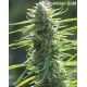 Sativa Pure Origin Collection World of Seeds