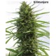 Sativa Pure Origin Collection World of Seeds