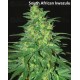 Sativa Pure Origin Collection World of Seeds