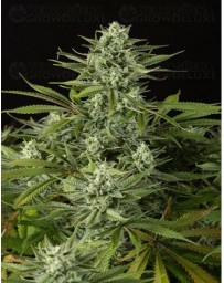 Cheese CBD Dinafem