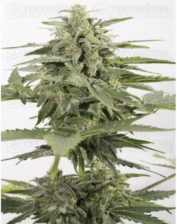 Industrial Plant Auto CBD Dinafem