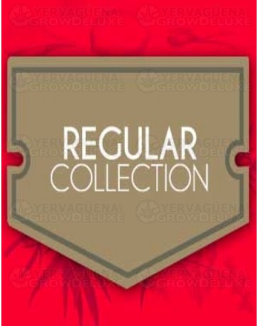 Regular Sativa Collection World of Seeds regular