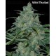 Regular Sativa Collection World of Seeds regular