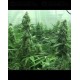 Industrial Plant Auto CBD Dinafem