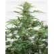 Industrial Plant Auto CBD Dinafem