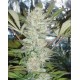 La Rica THC Elite Seeds