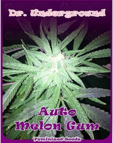 Auto Melon Gum Dr. Underground