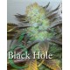 Black Hole Elite Seeds