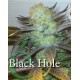 Black Hole Elite Seeds