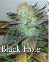 Black Hole Elite Seeds