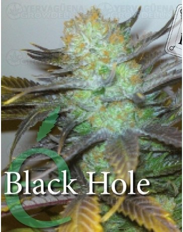 Black Hole Elite Seeds