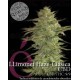 Llimonet Haze Clásica CBD Elite Seeds