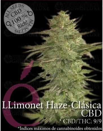 Llimonet Haze Clásica CBD Elite Seeds