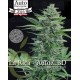 La Rica auto CBD Elite Seeds