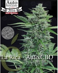 La Rica auto CBD Elite Seeds